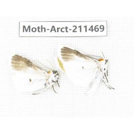 Arctiidae sp. China, Tibet, Linzhi, Motuo county. 2Pcs. Moth-Arct-211469.