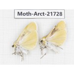 Arctiidae sp. China, Tibet, Linzhi, Motuo county. 2Pcs. Moth-Arct-21728.