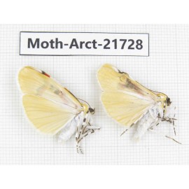 Arctiidae sp. China, Tibet, Linzhi, Motuo county. 2Pcs. Moth-Arct-21728.