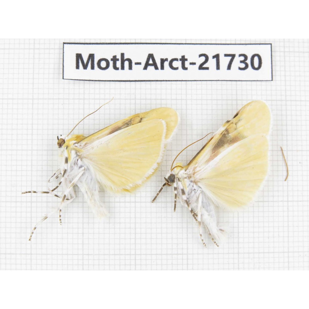 Arctiidae sp. China, Tibet, Linzhi, Motuo county. 2Pcs. Moth-Arct-21730.