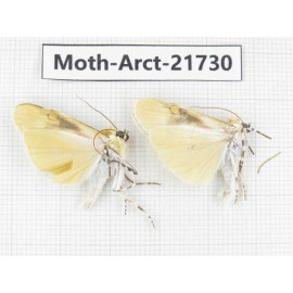 Arctiidae sp. China, Tibet, Linzhi, Motuo county. 2Pcs. Moth-Arct-21730.