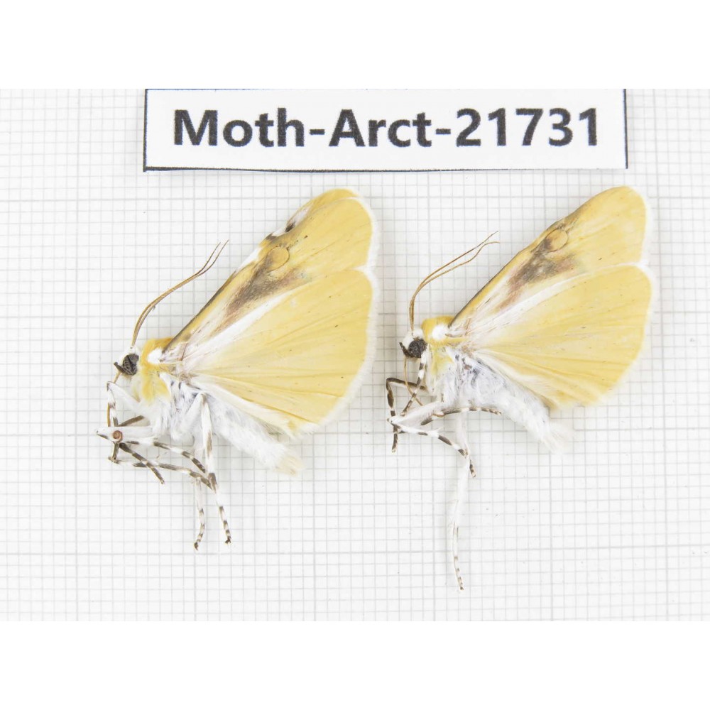 Arctiidae sp. China, Tibet, Linzhi, Motuo county. 2Pcs. Moth-Arct-21731.