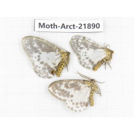 Arctiidae sp. China, Tibet, Linzhi, Motuo county. 3Pcs. Moth-Arct-21890.