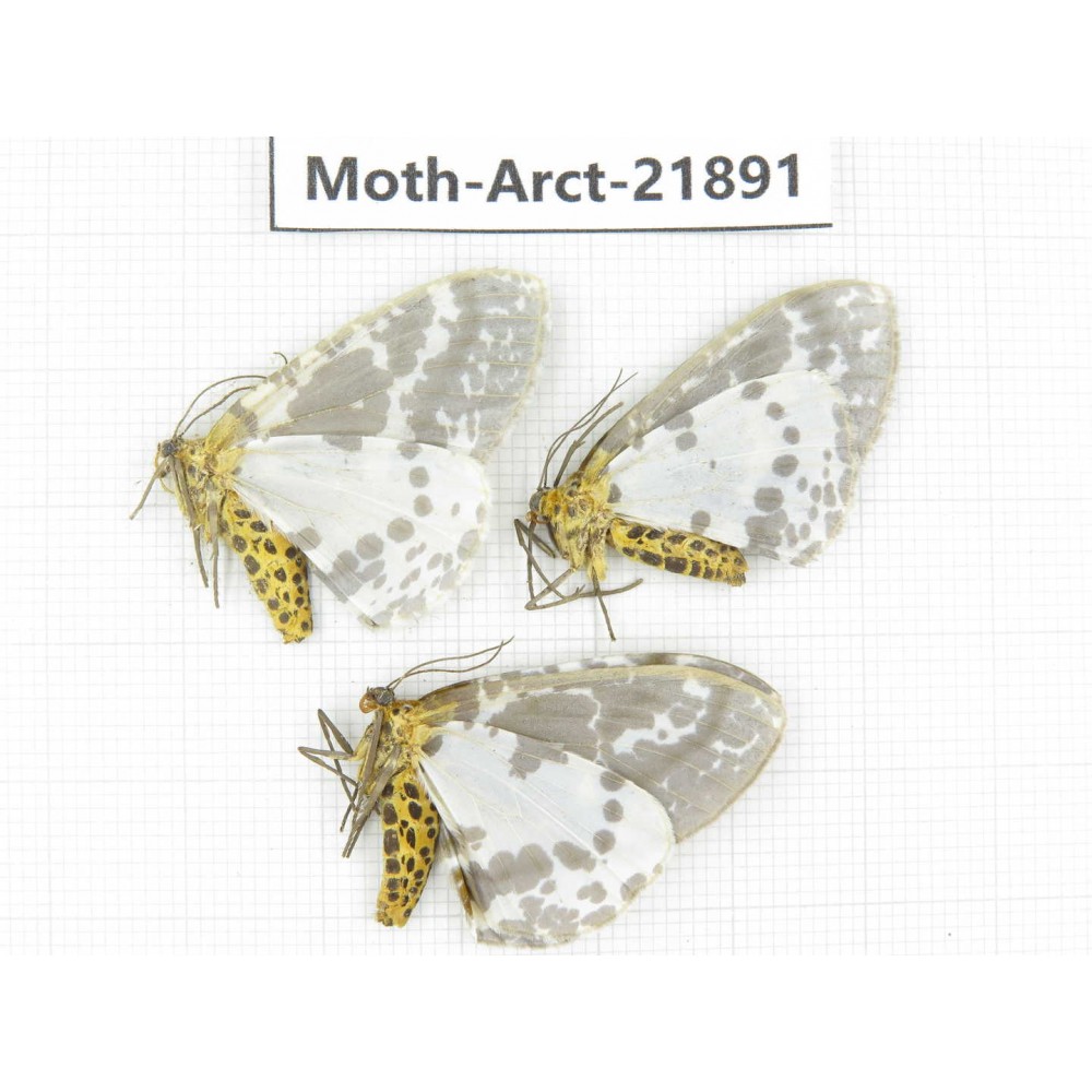 Arctiidae sp. China, Tibet, Linzhi, Motuo county. 3Pcs. Moth-Arct-21891.
