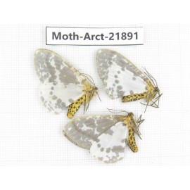 Arctiidae sp. China, Tibet, Linzhi, Motuo county. 3Pcs. Moth-Arct-21891.
