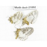 Arctiidae sp. China, Tibet, Linzhi, Motuo county. 3Pcs. Moth-Arct-21892.