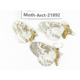 Arctiidae sp. China, Tibet, Linzhi, Motuo county. 3Pcs. Moth-Arct-21892.