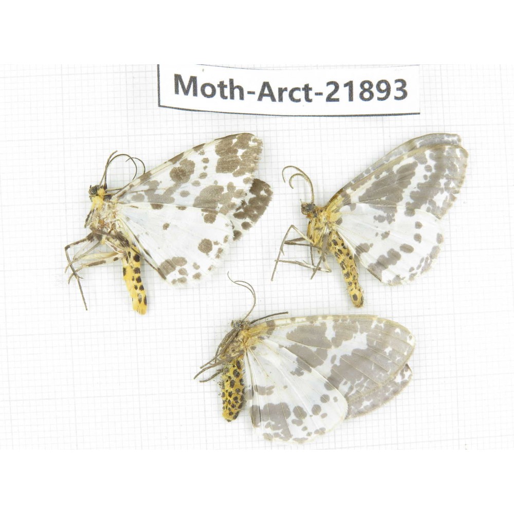 Arctiidae sp. China, Tibet, Linzhi, Motuo county. 3Pcs. Moth-Arct-21893.
