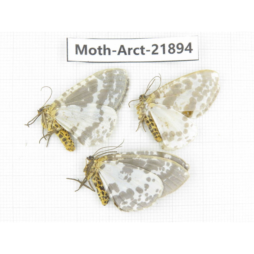 Arctiidae sp. China, Tibet, Linzhi, Motuo county. 3Pcs. Moth-Arct-21894.