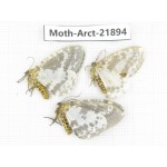 Arctiidae sp. China, Tibet, Linzhi, Motuo county. 3Pcs. Moth-Arct-21894.