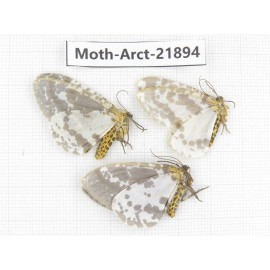 Arctiidae sp. China, Tibet, Linzhi, Motuo county. 3Pcs. Moth-Arct-21894.