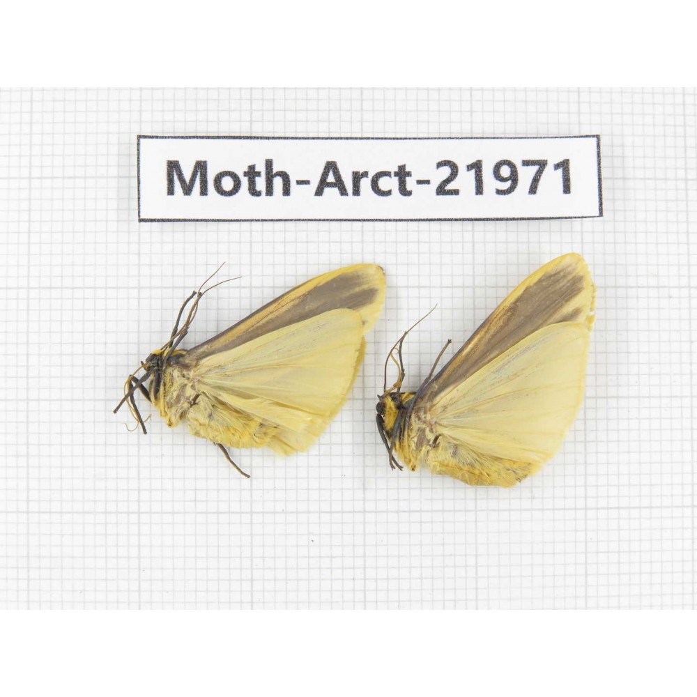 Arctiidae sp. China, Tibet, Linzhi, Motuo county. 2Pcs. Moth-Arct-21971.