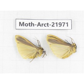 Arctiidae sp. China, Tibet, Linzhi, Motuo county. 2Pcs. Moth-Arct-21971.