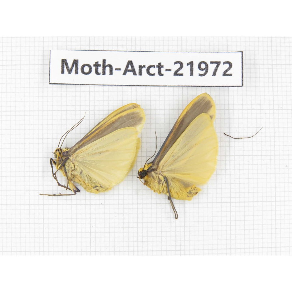 Arctiidae sp. China, Tibet, Linzhi, Motuo county. 2Pcs. Moth-Arct-21972.