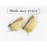 Arctiidae sp. China, Tibet, Linzhi, Motuo county. 2Pcs. Moth-Arct-21972.