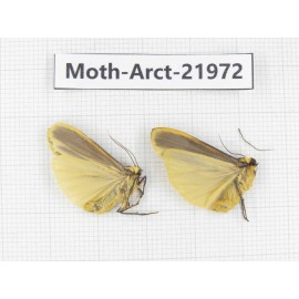 Arctiidae sp. China, Tibet, Linzhi, Motuo county. 2Pcs. Moth-Arct-21972.