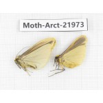 Arctiidae sp. China, Tibet, Linzhi, Motuo county. 2Pcs. Moth-Arct-21973.