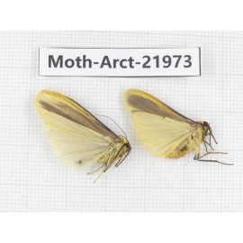 Arctiidae sp. China, Tibet, Linzhi, Motuo county. 2Pcs. Moth-Arct-21973.
