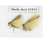 Arctiidae sp. China, Tibet, Linzhi, Motuo county. 2Pcs. Moth-Arct-21974.