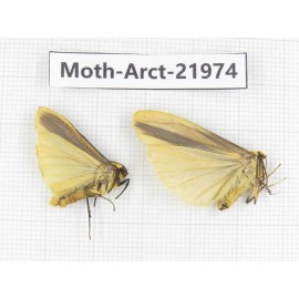 Arctiidae sp. China, Tibet, Linzhi, Motuo county. 2Pcs. Moth-Arct-21974.
