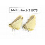Arctiidae sp. China, Tibet, Linzhi, Motuo county. 2Pcs. Moth-Arct-21975.