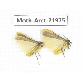 Arctiidae sp. China, Tibet, Linzhi, Motuo county. 2Pcs. Moth-Arct-21975.