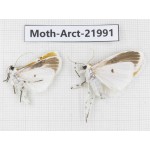 Arctiidae sp. China, Tibet, Linzhi, Motuo county. 2Pcs. Moth-Arct-21991.