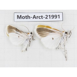 Arctiidae sp. China, Tibet, Linzhi, Motuo county. 2Pcs. Moth-Arct-21991.