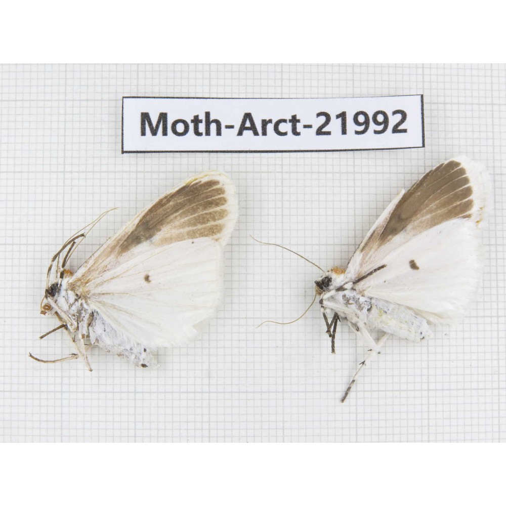 Arctiidae sp. China, Tibet, Linzhi, Motuo county. 2Pcs. Moth-Arct-21992.