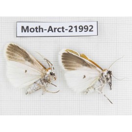 Arctiidae sp. China, Tibet, Linzhi, Motuo county. 2Pcs. Moth-Arct-21992.