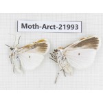 Arctiidae sp. China, Tibet, Linzhi, Motuo county. 2Pcs. Moth-Arct-21993.