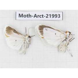 Arctiidae sp. China, Tibet, Linzhi, Motuo county. 2Pcs. Moth-Arct-21993.