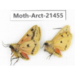 Arctiidae sp. China, Tibet, Xigaze area, Dingjie county, Chgentang valley. 2Pcs. Moth-Arct-21455.