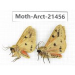 Arctiidae sp. China, Tibet, Xigaze area, Dingjie county, Chgentang valley. 2Pcs. Moth-Arct-21456.