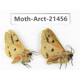 Arctiidae sp. China, Tibet, Xigaze area, Dingjie county, Chgentang valley. 2Pcs. Moth-Arct-21456.