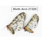 Arctiidae sp. China, Tibet, Xigaze area, Dingjie county, Chgentang valley. 2Pcs. Moth-Arct-21509.