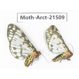 Arctiidae sp. China, Tibet, Xigaze area, Dingjie county, Chgentang valley. 2Pcs. Moth-Arct-21509.