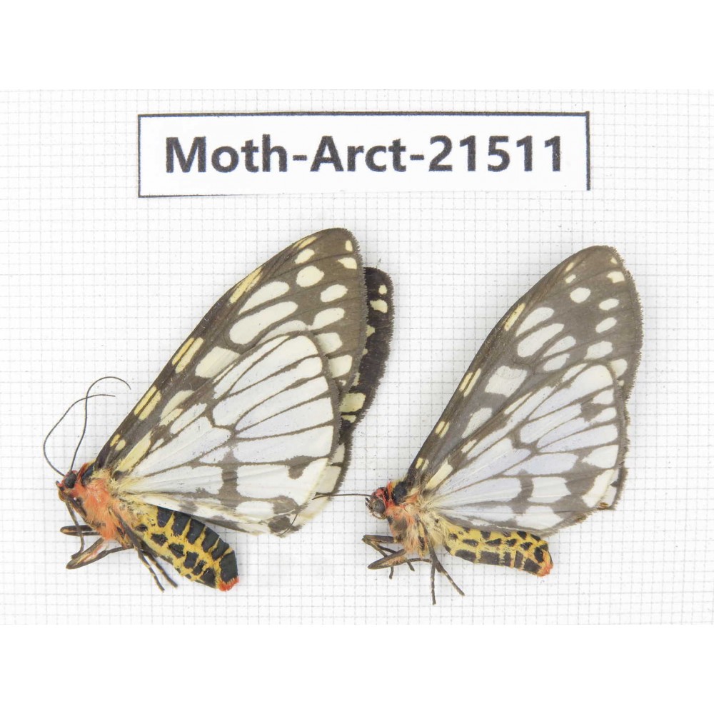 Arctiidae sp. China, Tibet, Xigaze area, Dingjie county, Chgentang valley. 2Pcs. Moth-Arct-21511.