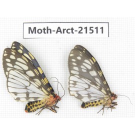 Arctiidae sp. China, Tibet, Xigaze area, Dingjie county, Chgentang valley. 2Pcs. Moth-Arct-21511.