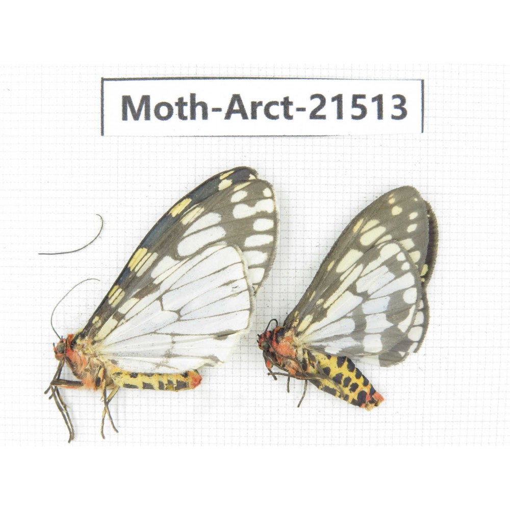 Arctiidae sp. China, Tibet, Xigaze area, Dingjie county, Chgentang valley. 2Pcs. Moth-Arct-21513.