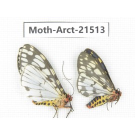 Arctiidae sp. China, Tibet, Xigaze area, Dingjie county, Chgentang valley. 2Pcs. Moth-Arct-21513.