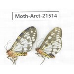 Arctiidae sp. China, Tibet, Xigaze area, Dingjie county, Chgentang valley. 2Pcs. Moth-Arct-21514.