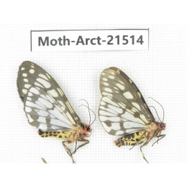 Arctiidae sp. China, Tibet, Xigaze area, Dingjie county, Chgentang valley. 2Pcs. Moth-Arct-21514.