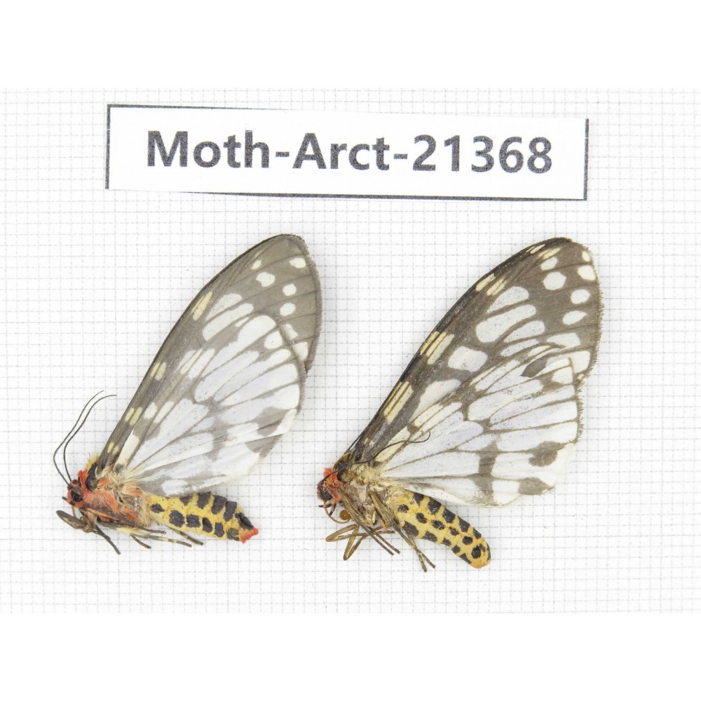 Arctiidae sp. China, Tibet, Xigaze area, Jilong county, Jilong town. 2Pcs. Moth-Arct-21368.