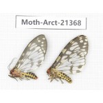 Arctiidae sp. China, Tibet, Xigaze area, Jilong county, Jilong town. 2Pcs. Moth-Arct-21368.