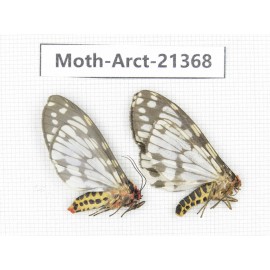 Arctiidae sp. China, Tibet, Xigaze area, Jilong county, Jilong town. 2Pcs. Moth-Arct-21368.
