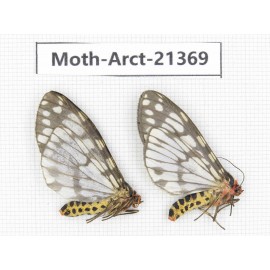 Arctiidae sp. China, Tibet, Xigaze area, Jilong county, Jilong town. 2Pcs. Moth-Arct-21369.