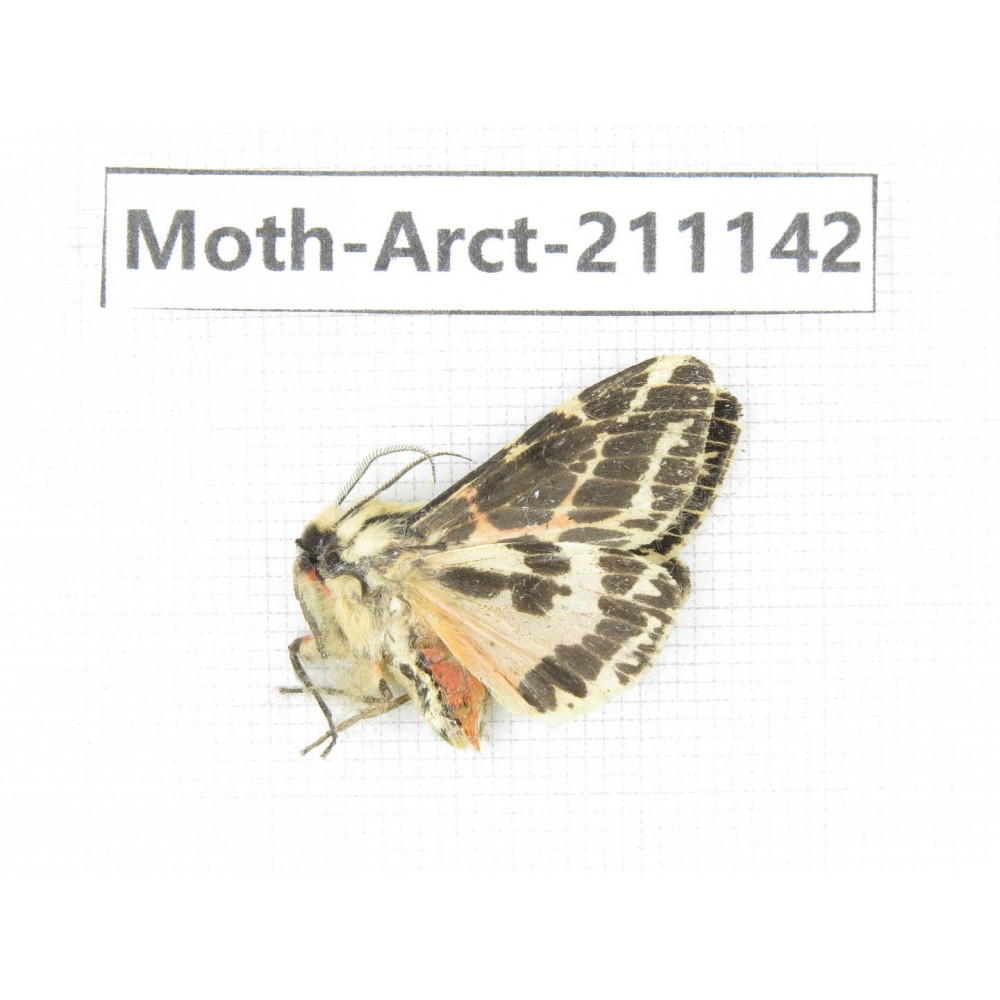 Arctiidae sp. China, Tibet, Xigaze, Dingjie county, Chgentang valley. 1Pcs. Moth-Arct-211142.