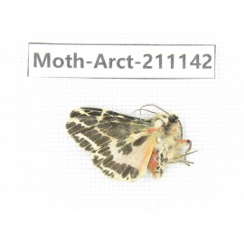 Arctiidae sp. China, Tibet, Xigaze, Dingjie county, Chgentang valley. 1Pcs. Moth-Arct-211142.