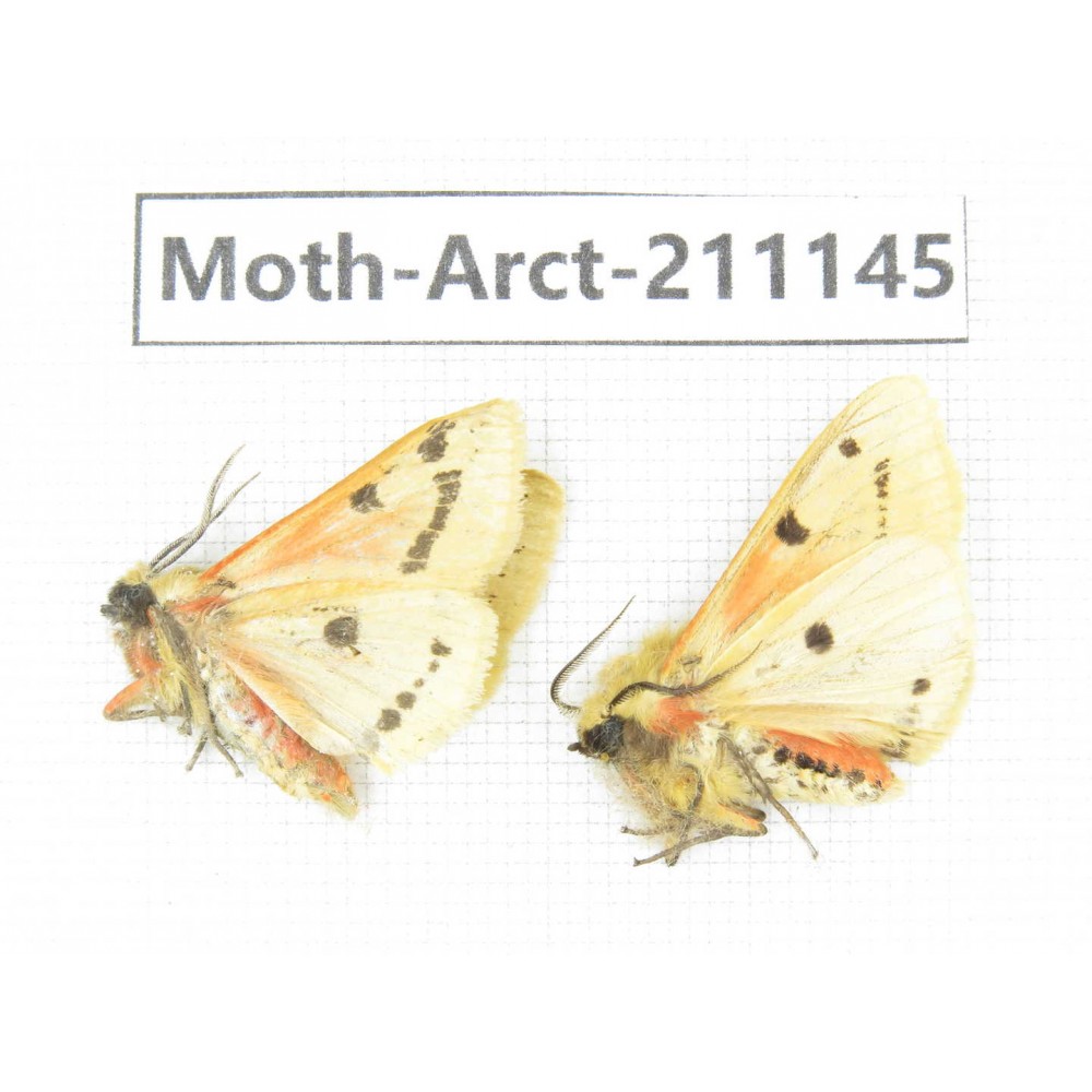 Arctiidae sp. China, Tibet, Xigaze, Dingjie county, Chgentang valley. 2Pcs. Moth-Arct-211145.